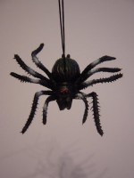 Spinne am Faden