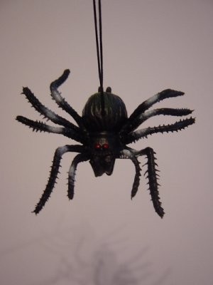 Spinne am Faden