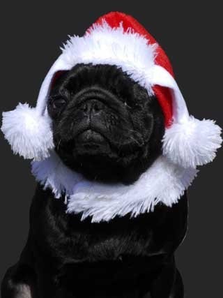 Weihnachtsm�tze f�r Haustiere  kleiner Pl�schengel 